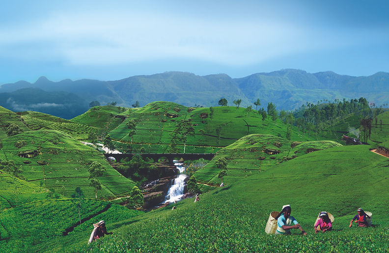 Tea Plucking 02.jpg