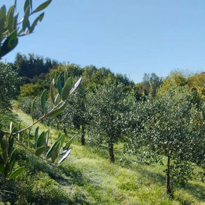 Progetto Ulivi in Monferrato