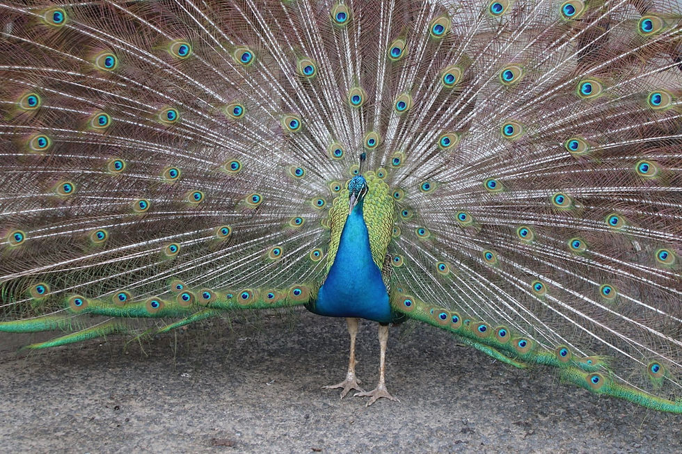 Wild lebender Pfau als Symbol für Pavonea.
