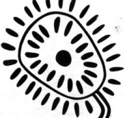 ՀԱՅԿԱԿԱՆ ՕՐԱՑՈՒՅՑԸ ԻՐ ՍԿԶԲՆԱՒՈՐՈՒՄԻՑ ՄԻՆՉԵՎ ՄԵՐ ՕՐԵՐԸ (համառօտ ակնարկ)             Գրիգոր Բրուտյան