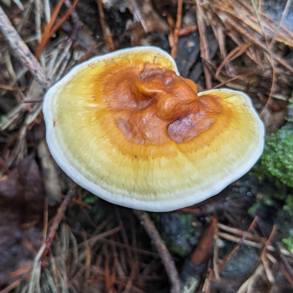 Thumbnail: Apollo Reishi Quintessence - reishi ganoderma tsugae