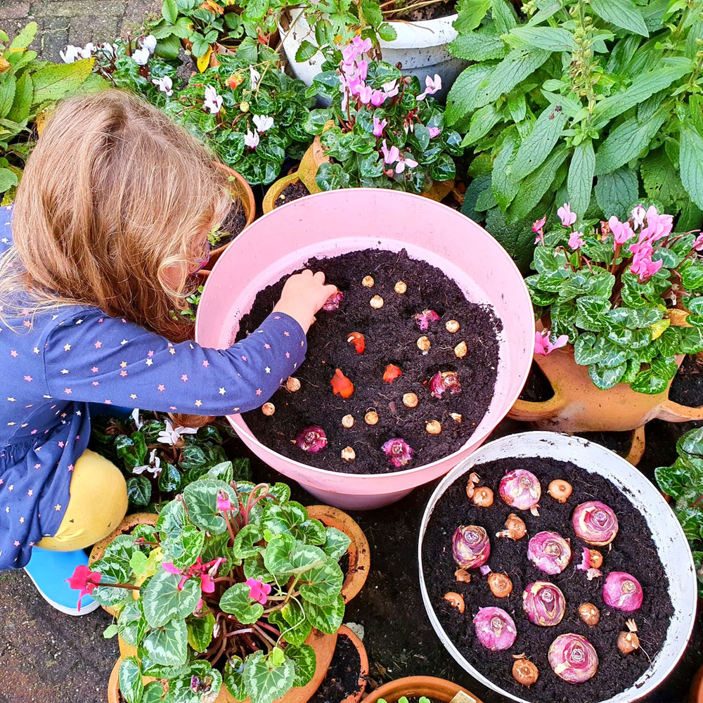 Planting Bulbs in Pots, a Child's Game