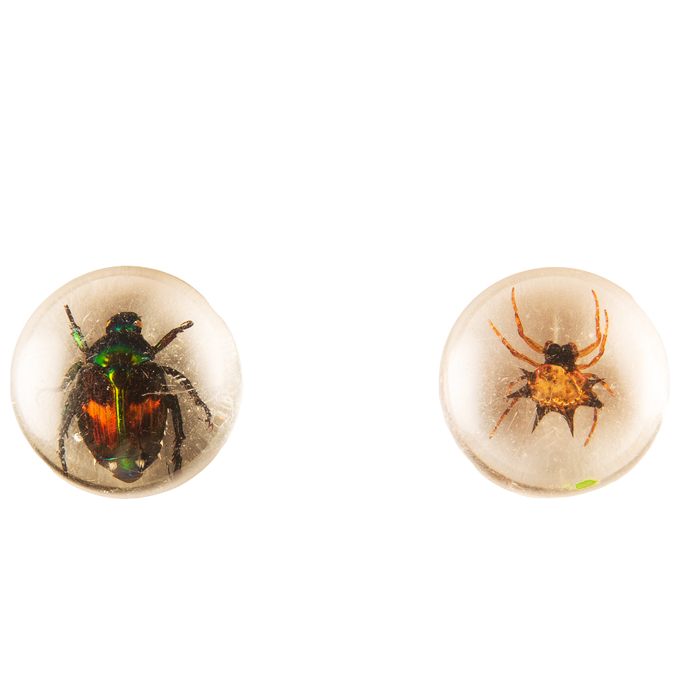Discover Dig Real Insect Excavation Kit And Collect 3 Real Bugs