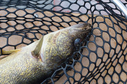 Great Walleye Action