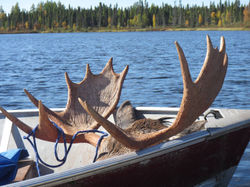 Another Successful Moose Hunt