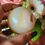 Thumbnail: Agate