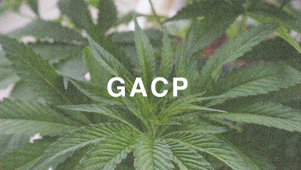 GACP certified cannabis farm Thailand
