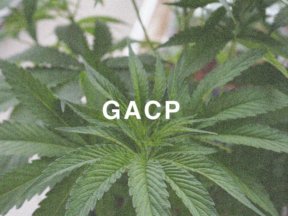 GACP certified cannabis farm Thailand