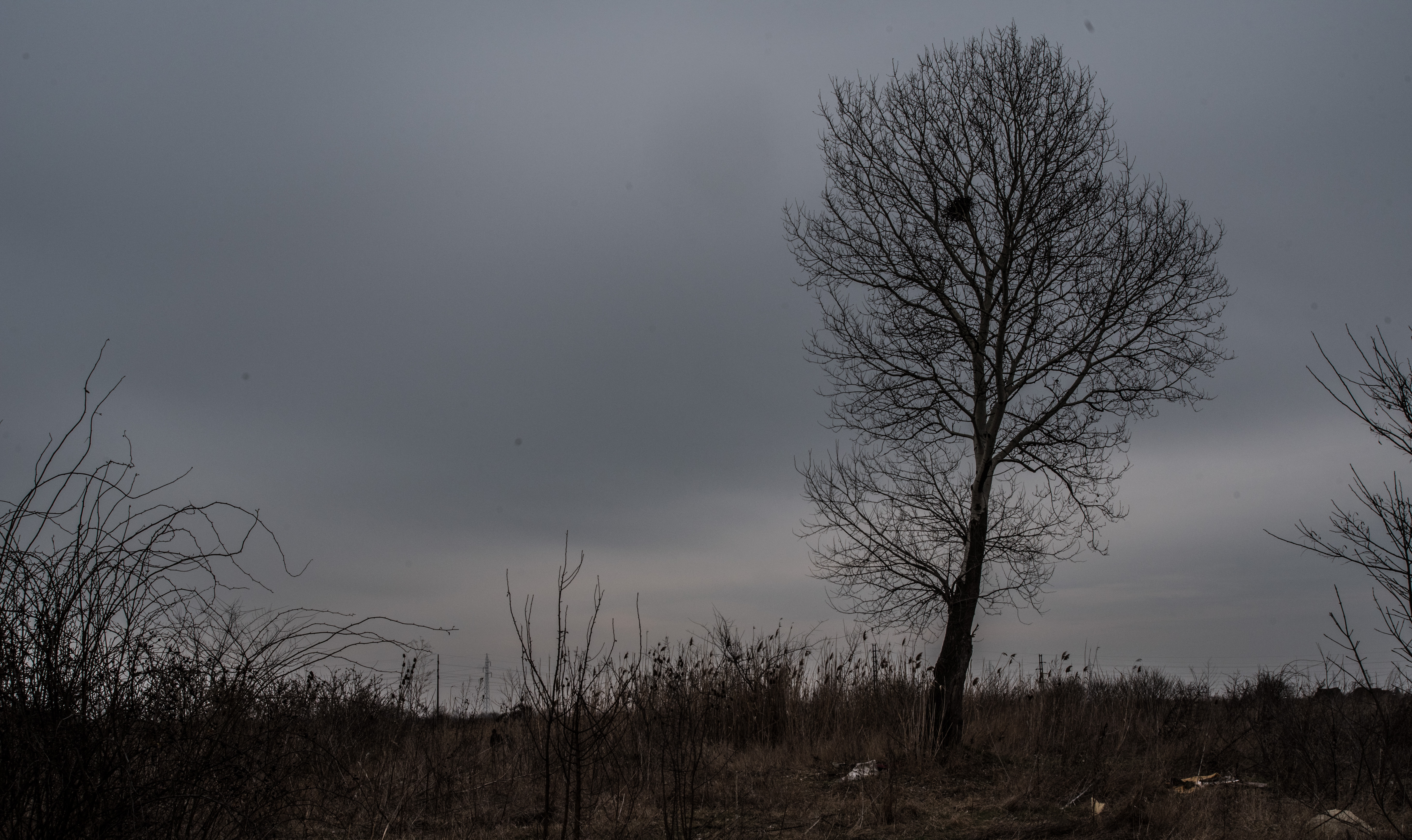 "Nest"