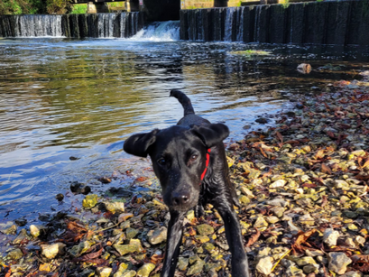 CAN YOU STOP MY DOG FROM....