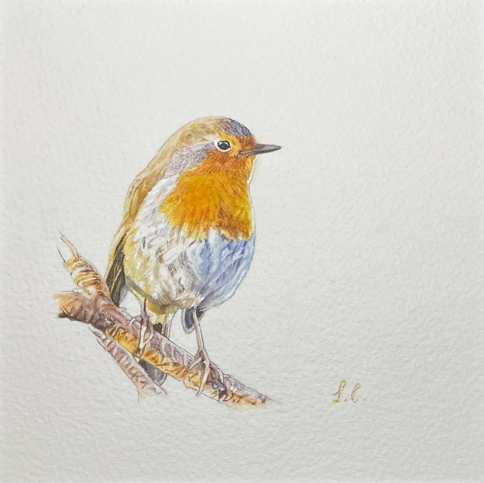 Rouge-gorge familier (disponible)