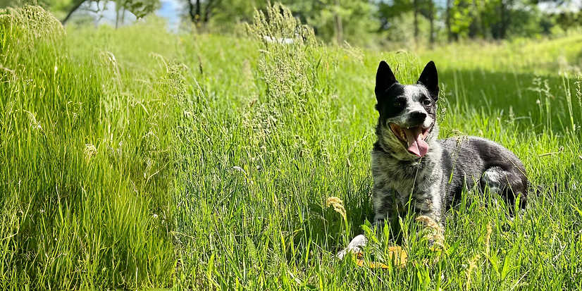 photodog (1).png