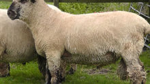 OXFORDS TO 700GNS AT CARLISLE
