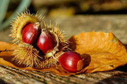 chestnut-1784282_1920
