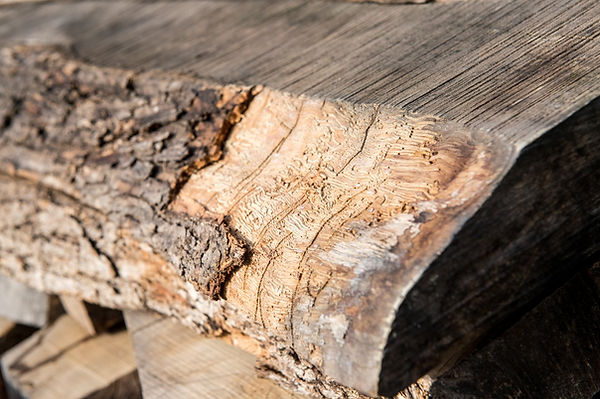 Dettaglio venature legno naturale