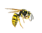 Wasps