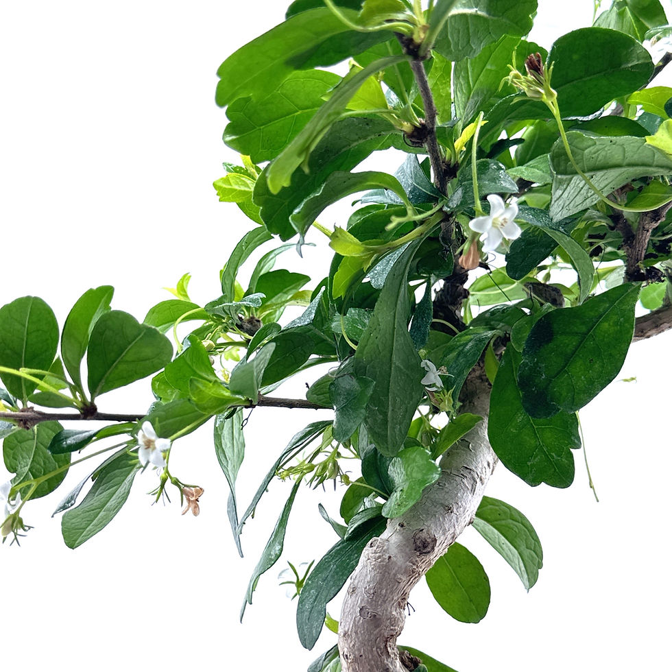 Thumbnail: Carmona Bonsai Tree • 5 to 6 Yrs Old