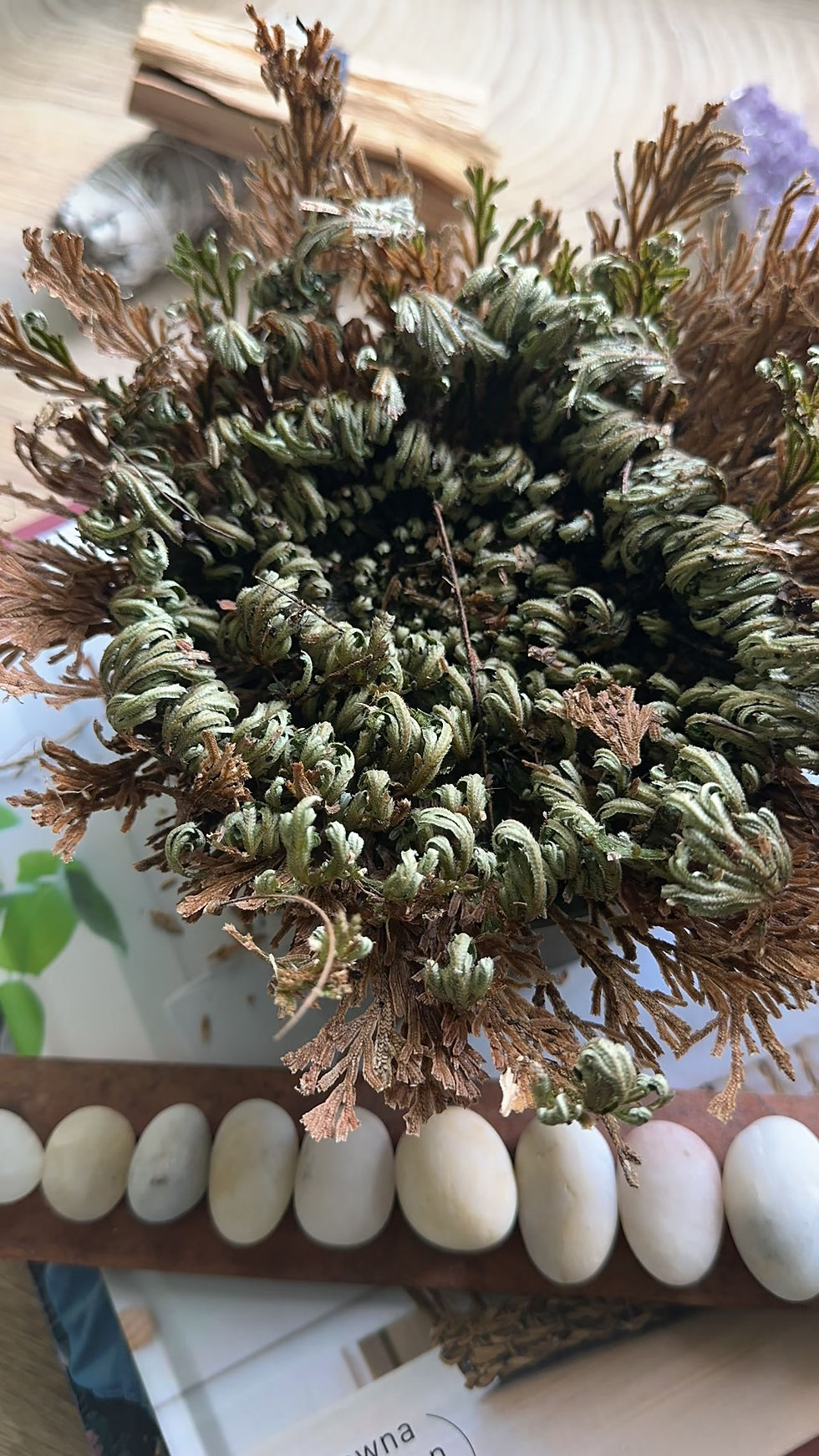 Thumbnail: Resurrection Plant