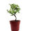 Thumbnail: Elm Bonsai Tree • 5 to 6 Yrs Old