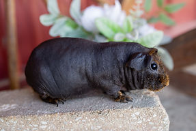 Piggies 3.18.26-26.jpg