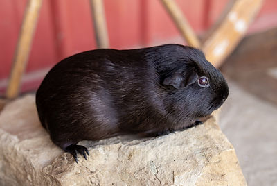 adultsow1.jpg