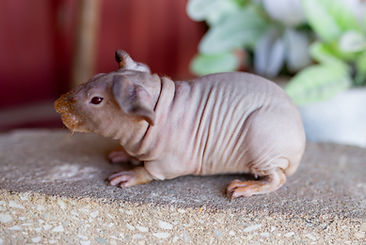 Piggies 3.18.26-20.jpg