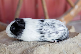 DalmatianKeeps-5.jpg