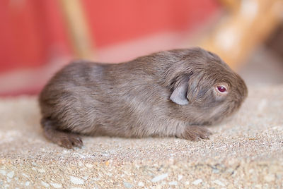 Piggies 4.10.26-63.jpg