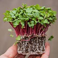 Radish Microgreen.jpg