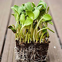 Sunflower-Microgreens-.jpg