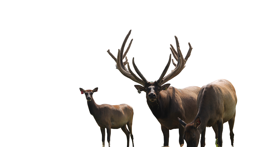 Romeo Noble Elk Farm.png