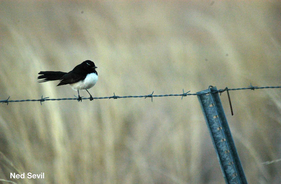 Willy-Wagtail-RW.jpg