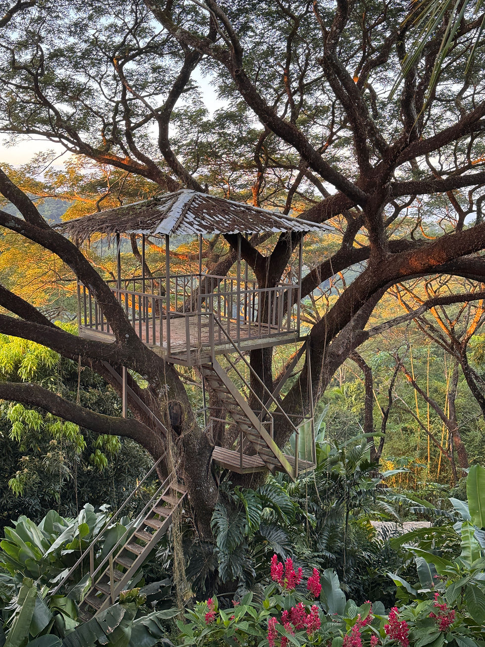 The Mother tree outside our bedroom 