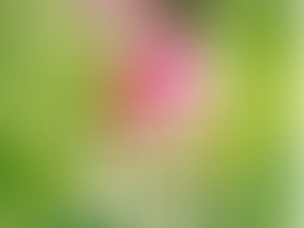 बेंदूर सणाच्या सर्वांना हार्दिक शुभेच्छा !