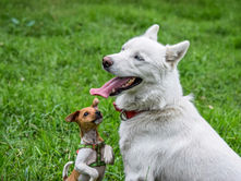 Young high energy puppy with older dog