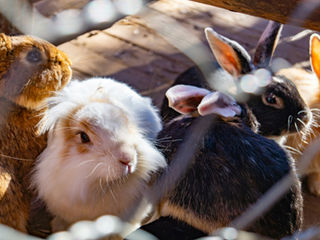 (Science|Business) Plan to phase out animal testing leans too heavily on existing funds