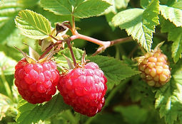 berries-of-a-raspberry-1700485_640.jpg