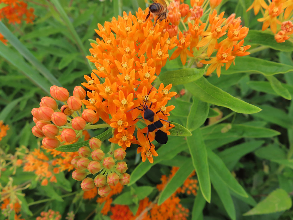 Planting a diversity of flowers outside of your home can provide a steady source of food to pollinators.