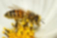 Honey bees are mighty workers.