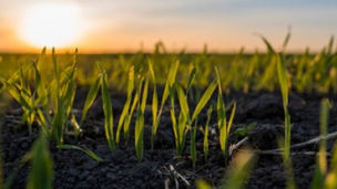 Weather’s Impact on Investing in US Agriculture: Navigating the New Normal