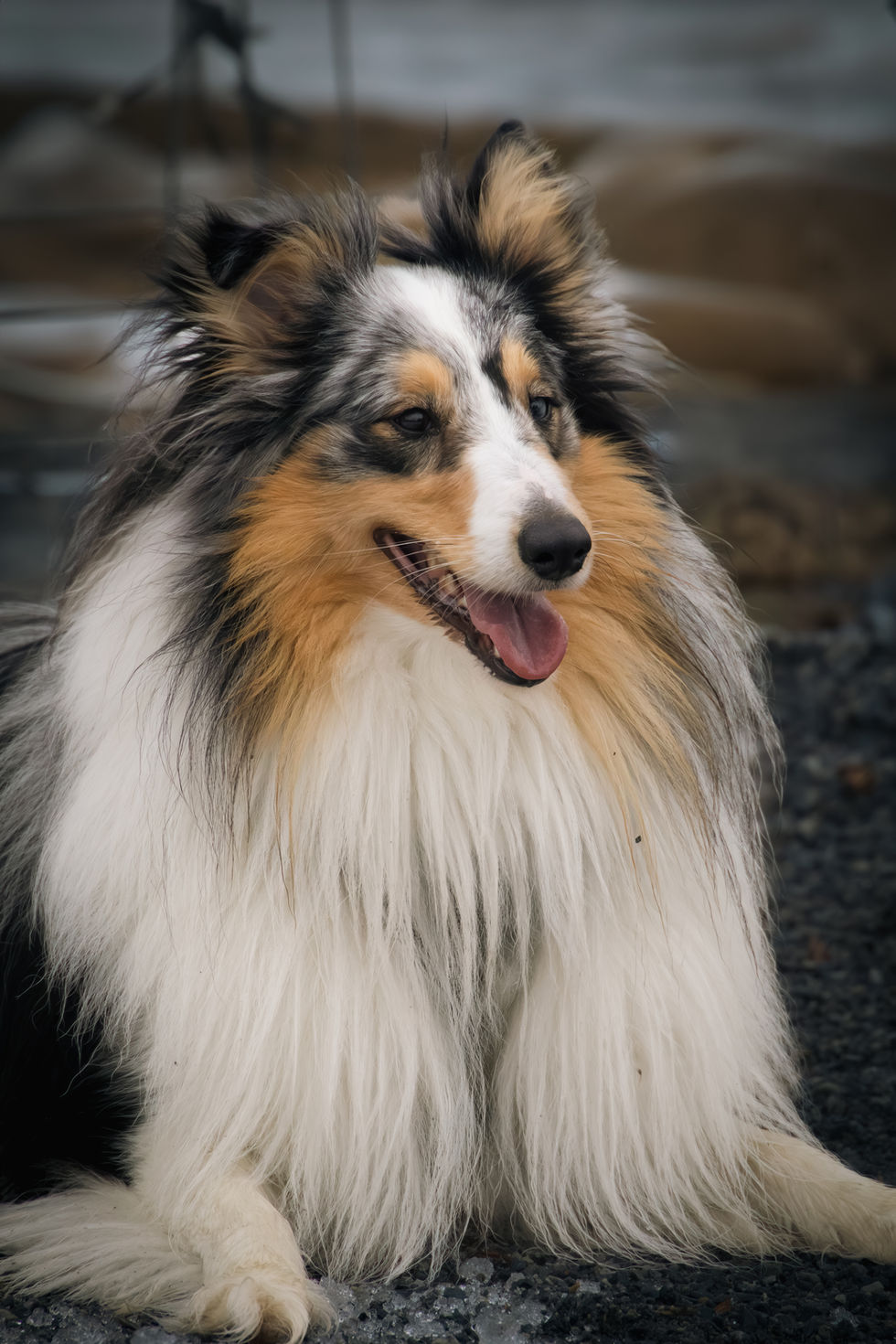Langhåret collie-lignende hund sitter på asfalt med tungen ute og ser mot høyre. Pelsen er hvit, brun og svart.