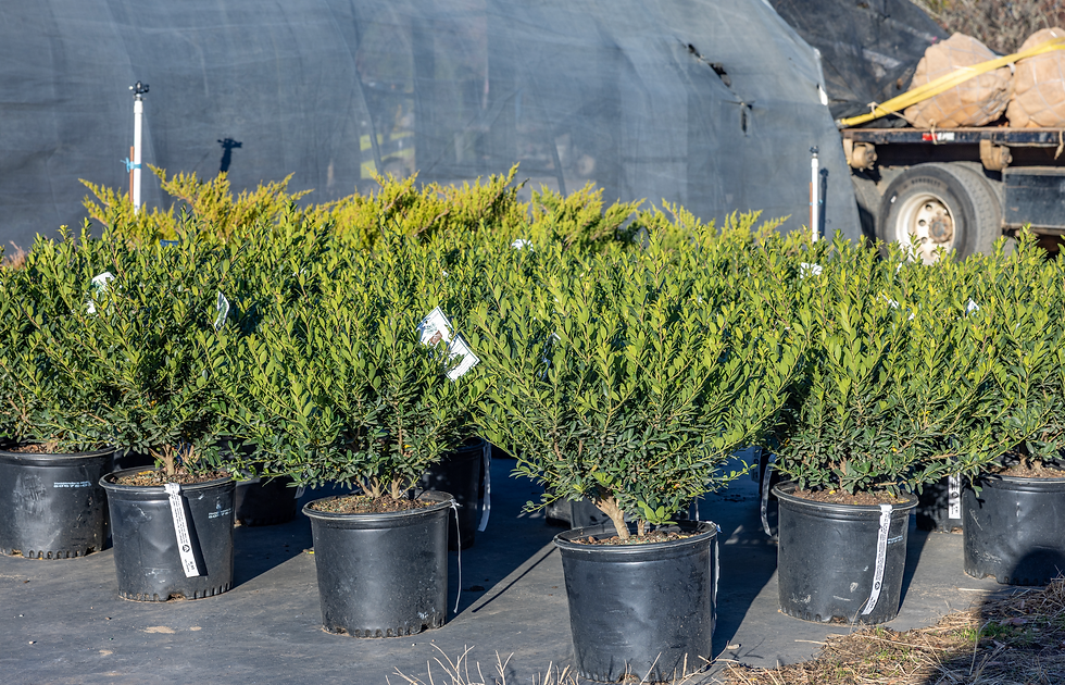 Landscaping hand tools for sale at Watkins Nurseries