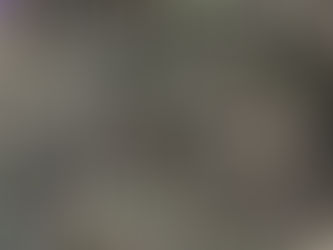 Shame Macca (Mimosa pudica)