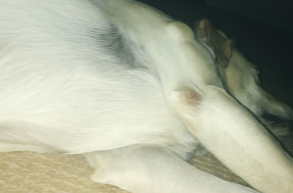 Close up animals: Dog