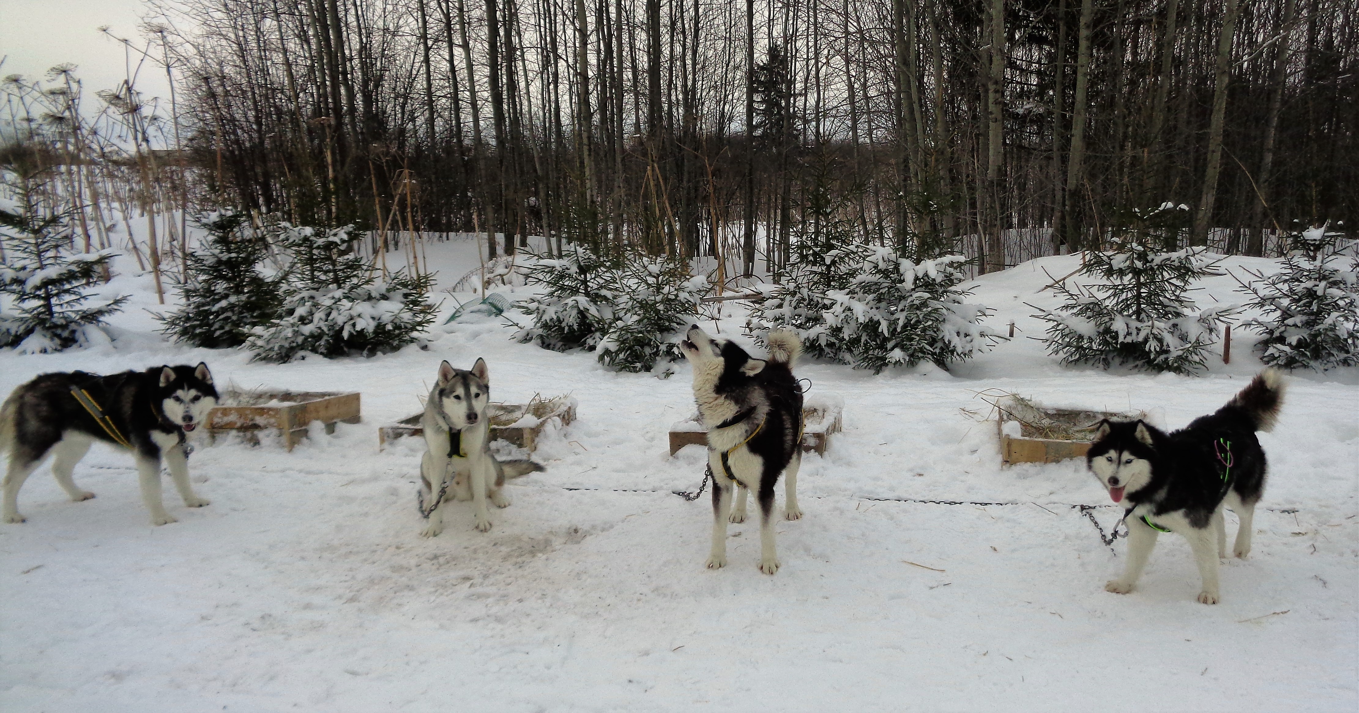 Купить Щенка Норвежской Лайки В Перми