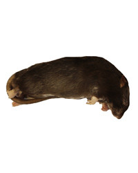 Image showcasing Frozen Rat Medium 150-250g | Blue Lizard Reptiles