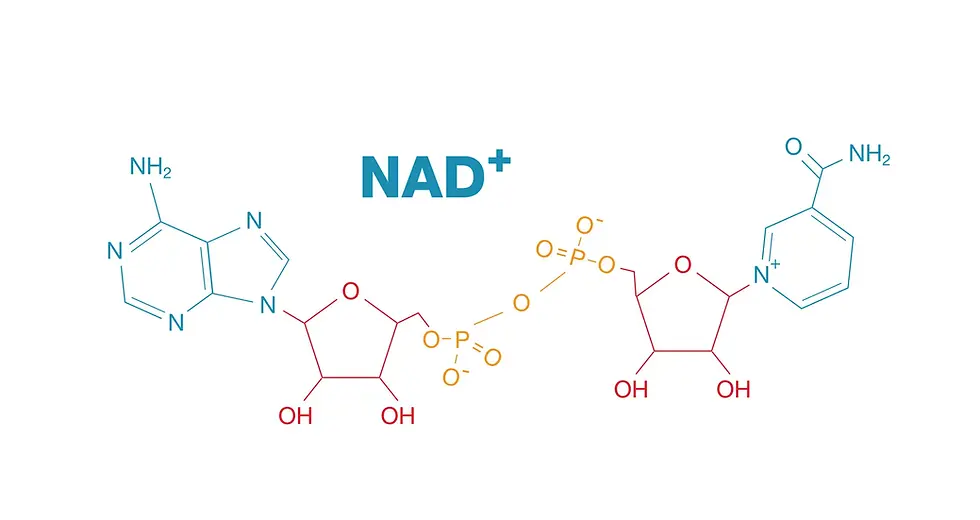 Unveiling the Role of NAD in Body Function and the Benefits of In-Home IV Hydration Services