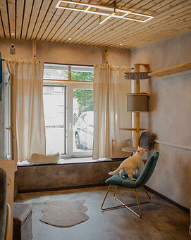Catsuite Einzelzimmer Katzenpension Regensburg