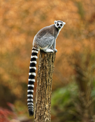 lemur_visual.jpg