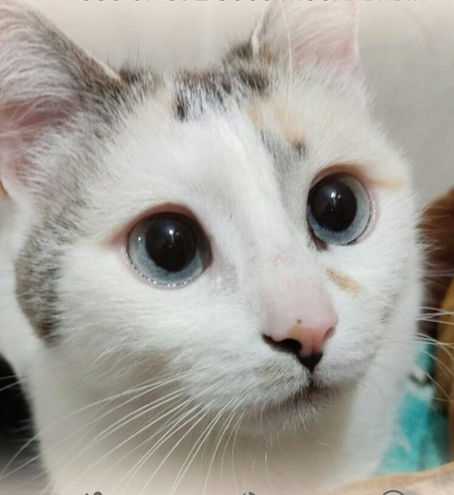 КАЗОЧКА ПРО КІШКУ МАСЯНЮ, ЯКА ПРИЙШЛА НАЗАВЖДИ В ТВОЮ ДУШУ (до Дня домашніх тварин - 30 листопада)